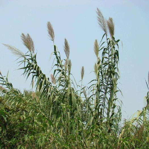 微山县芦竹 绿洲一号根苗