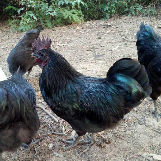 南宁五黑鸡苗 也叫五黑绿壳蛋鸡，运输包活