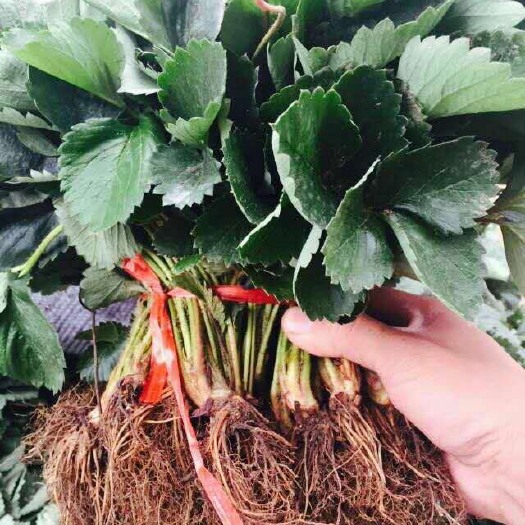 泰安红颜草莓苗 10~20公分 地栽苗