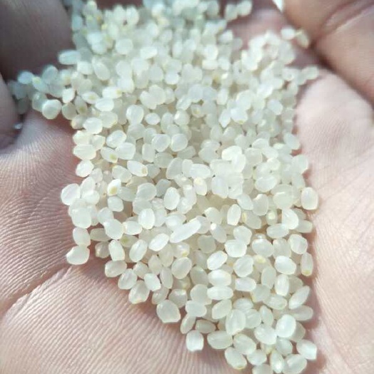 上海圆粒大米 一等品 一季稻 粳米