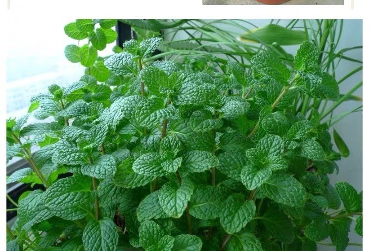 沭阳县薄荷种子