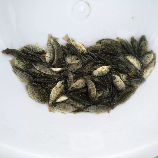 博罗县罗非鱼苗 统货