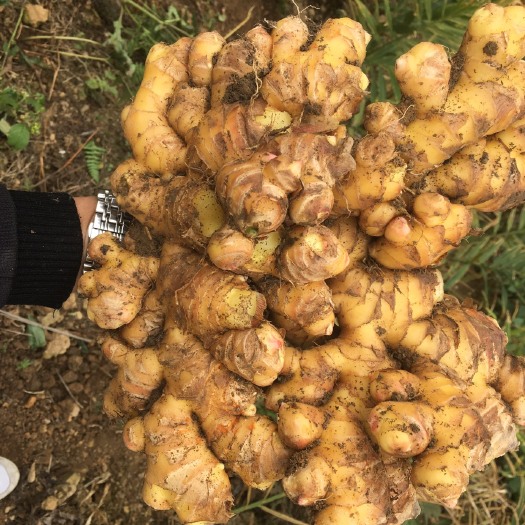 安顺二黄姜 4~6两 带土