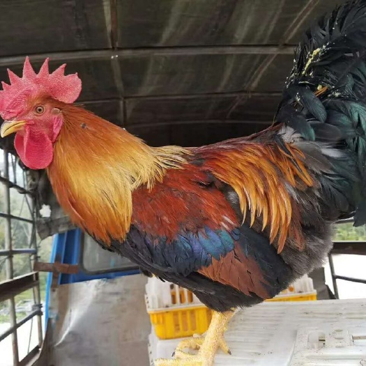 南宁 清远麻鸡苗