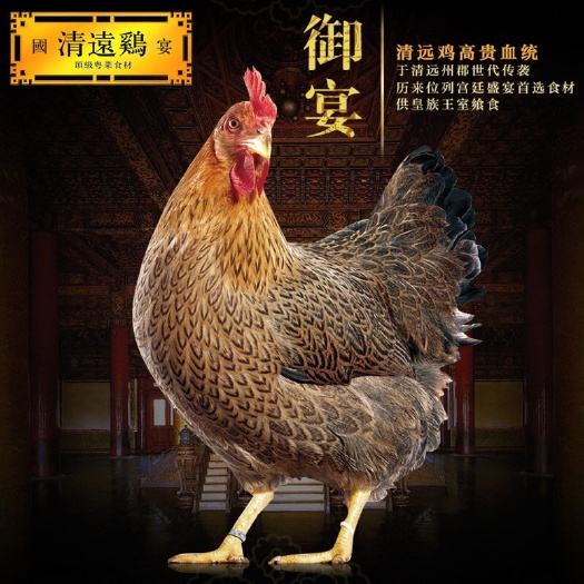 南宁 清远麻鸡苗