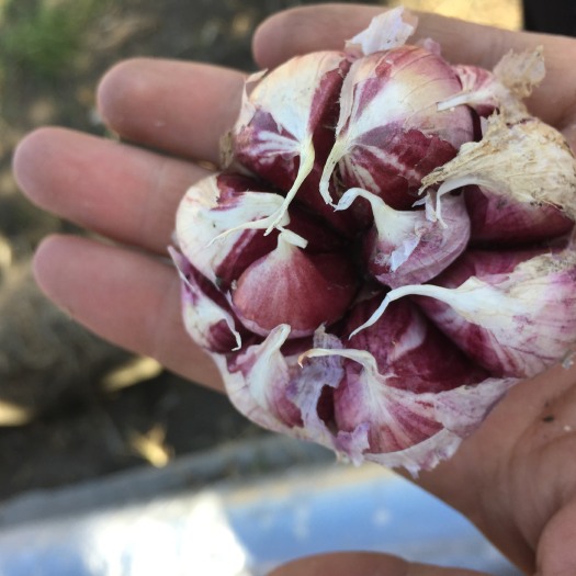弥渡县红皮大蒜 混级统货 多瓣蒜