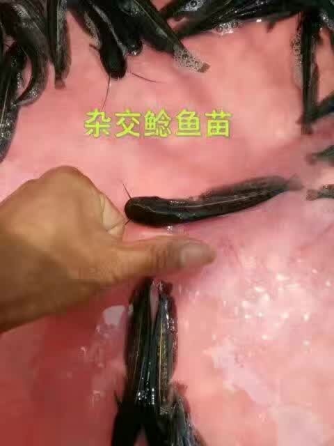 广州鲶鱼苗