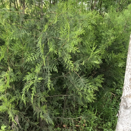 周至县侧柏苗  碗装侧柏