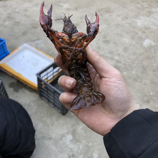 金湖县兴化小龙虾 6-8钱 人工养殖
