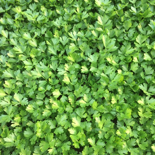 沈阳芹菜苗  ，法国皇后，文图拉，天津实芹