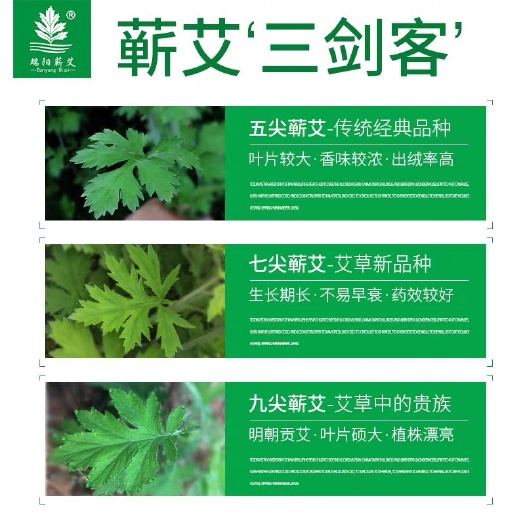 文山市艾草种子 宫廷内供 芽率95%以上