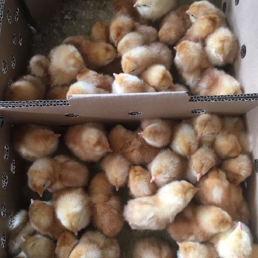 南宁蛋鸡苗 母