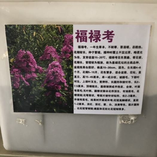 福禄考种子