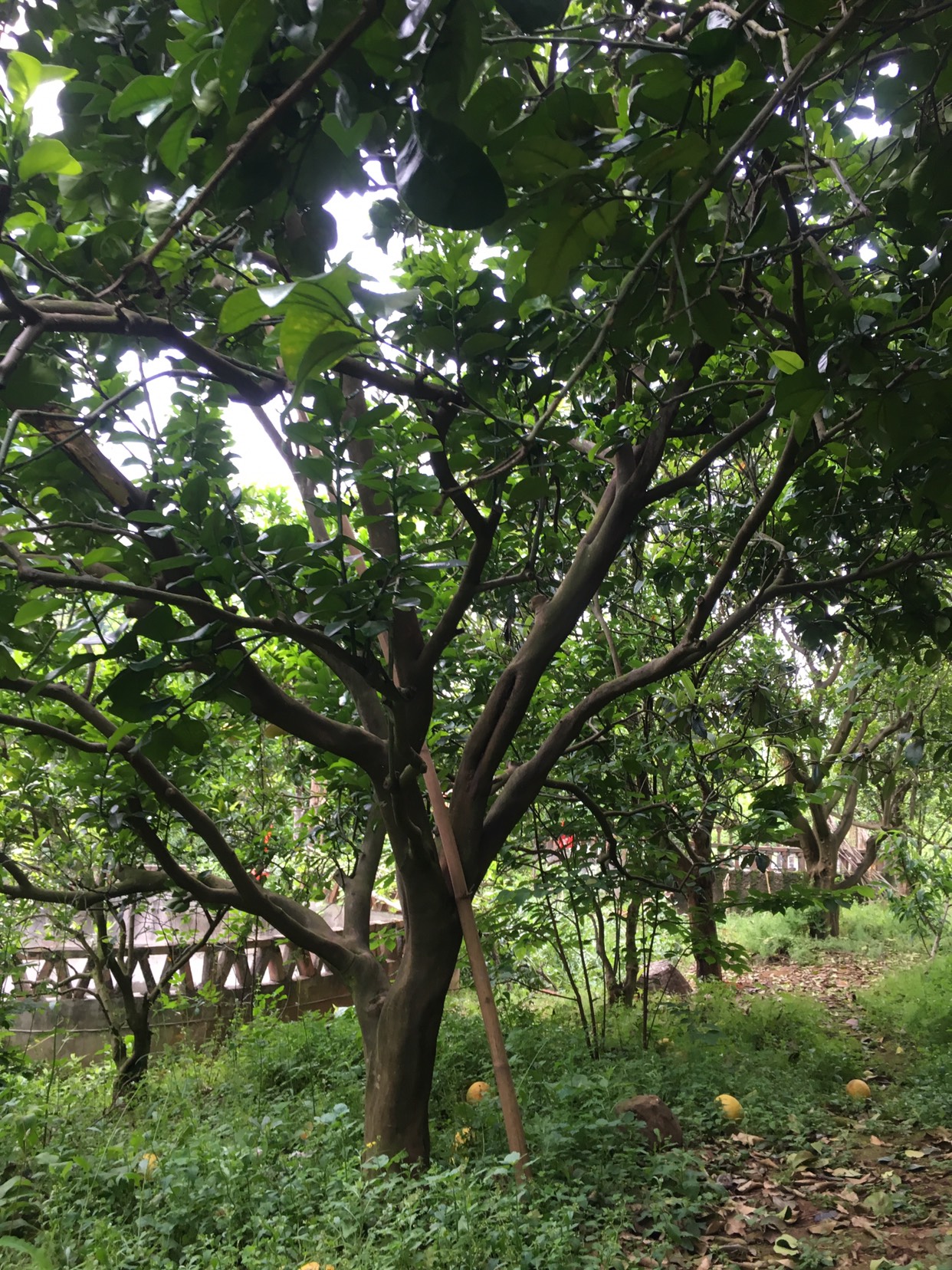普通柚树苗 丛生低分枝柚子树5杆15-30公分