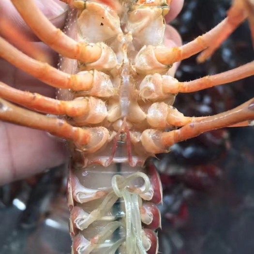 泗洪县盱眙小龙虾 4/6。7/9 湖虾