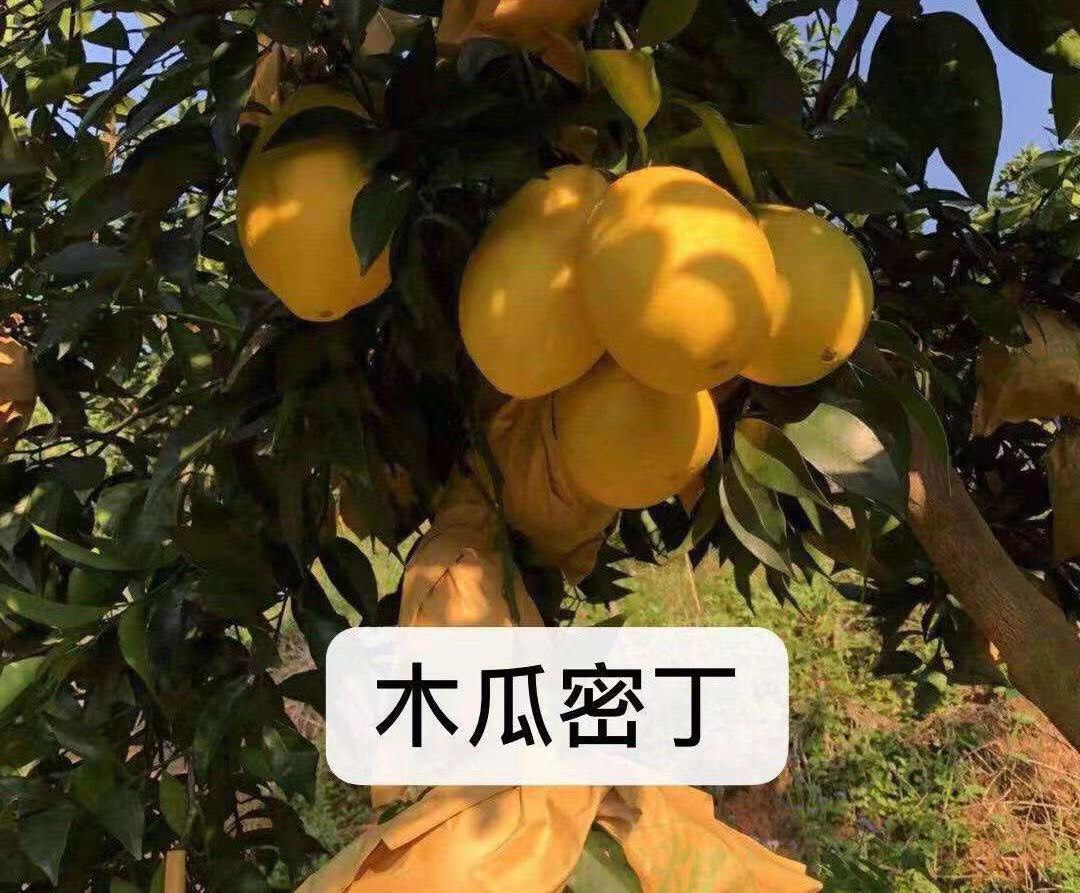 柳橙苗 杯苗袋苗 0.5米以下