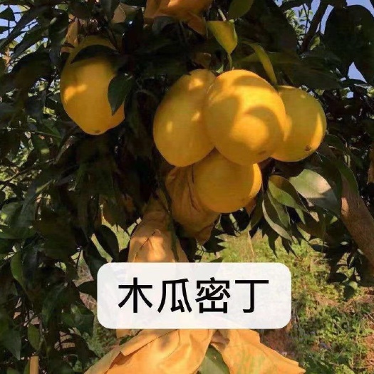 梅州柳橙苗 杯苗袋苗 0.5米以下