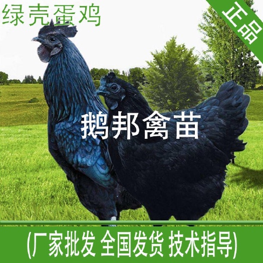 南宁乌黑鸡苗