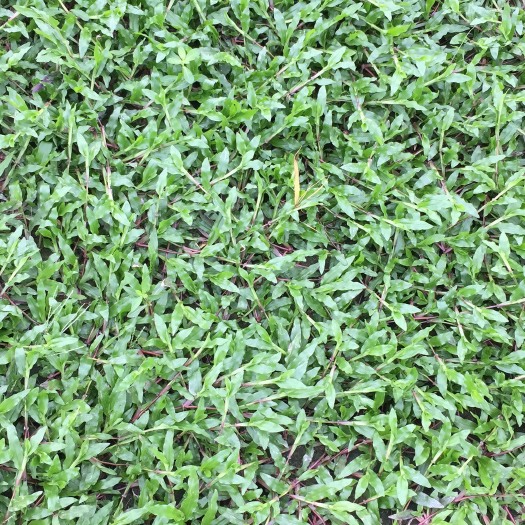 广州大叶油草