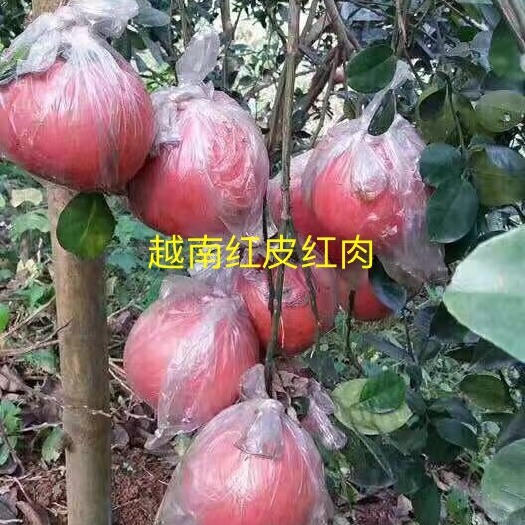 梅州越南红皮红肉柚