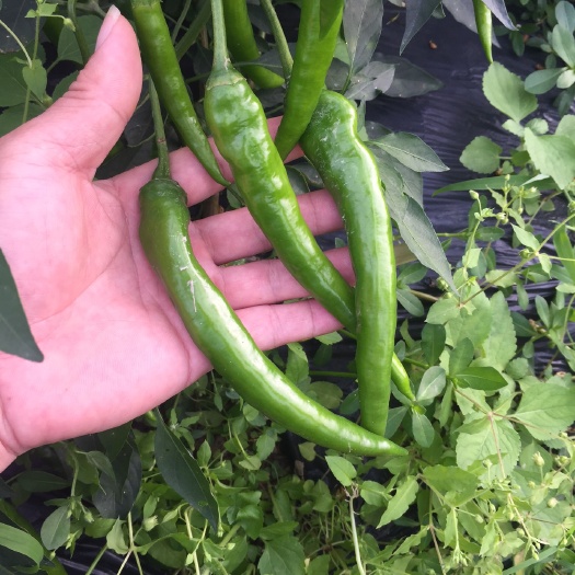 博白县线椒 15~20cm 中辣 靑色