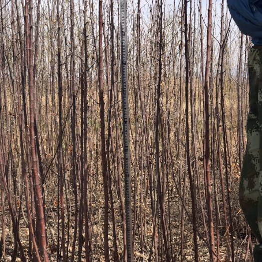绛县红富士苹果苗 0.5~1米 两年两公分左右苹果苗