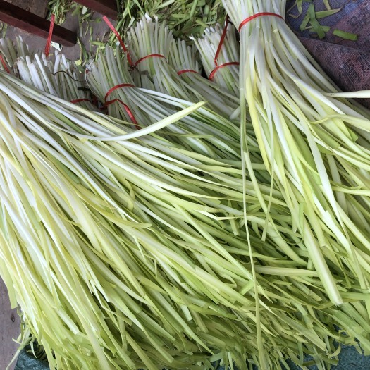 弥勒市云南韭黄 40~50cm 二茬