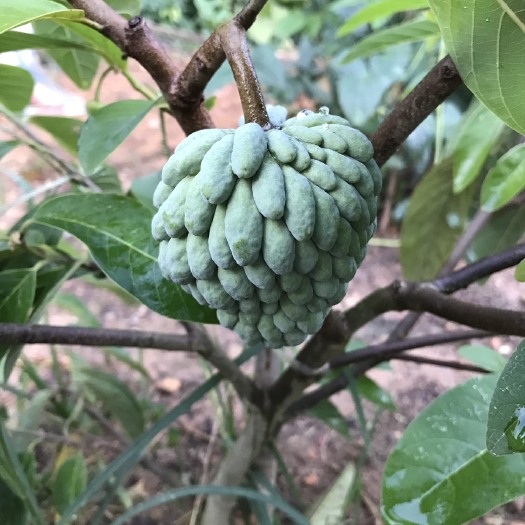 释迦果苗 嫁接苗