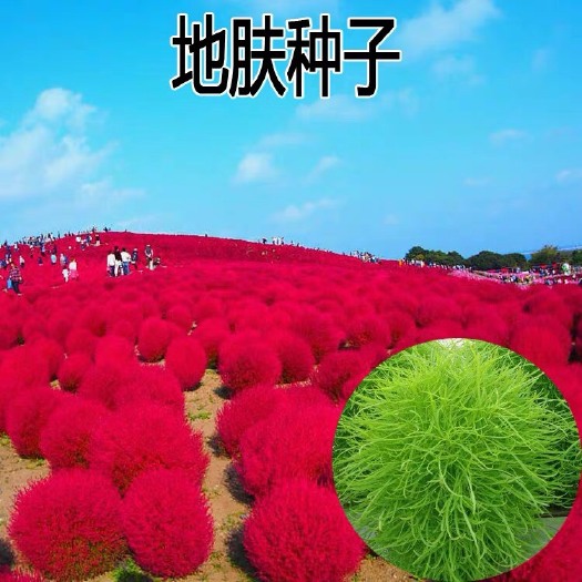 沭阳县地肤种子
