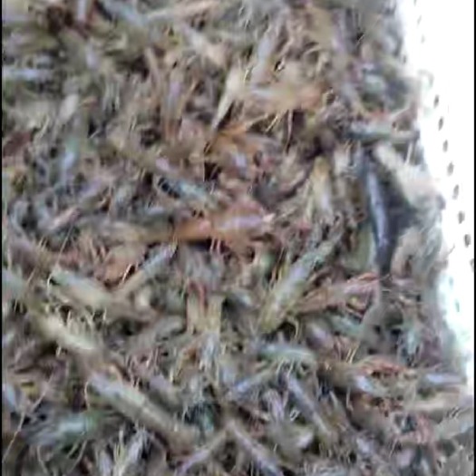 潜江市小龙虾苗