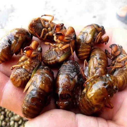 周口金蝉