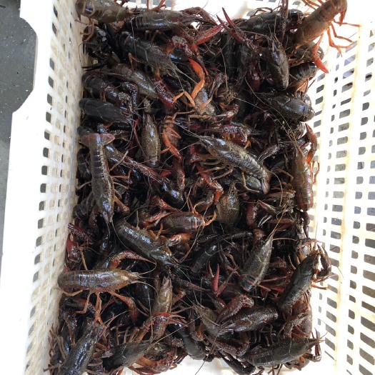 汉川市潜江小龙虾 大青6-9钱