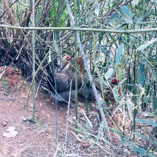 瑶山土鸡 3-4斤 统货