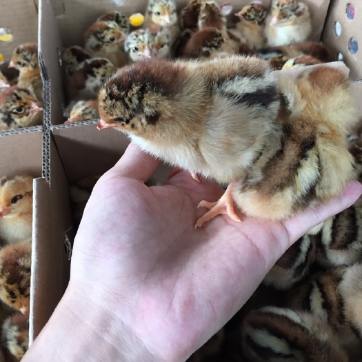 南宁 良凤花鸡苗   正规养殖孵化场供应 包打疫苗 品种保证
