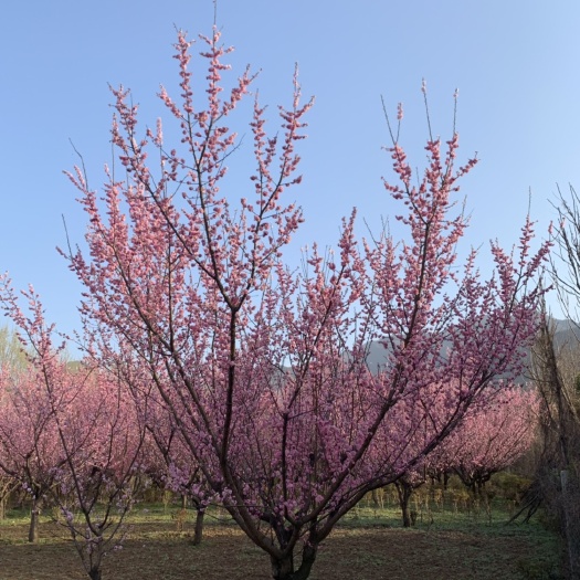 西安红梅 红梅，15-16