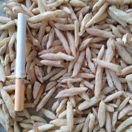 襄樊麦冬