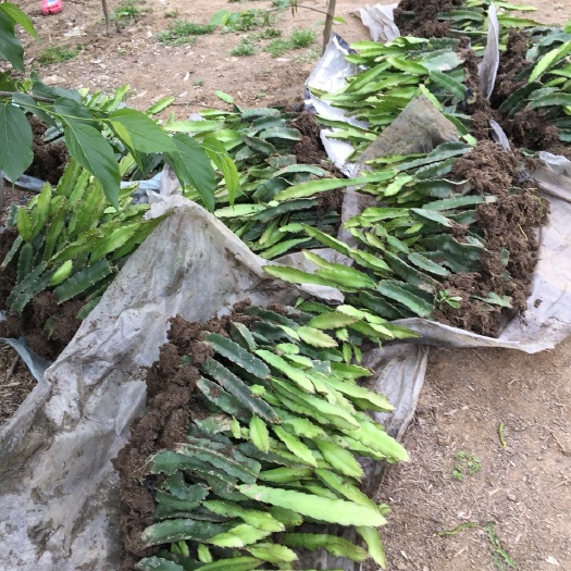 广汉市红心火龙果苗