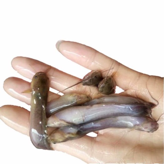 塘鲺苗 统货