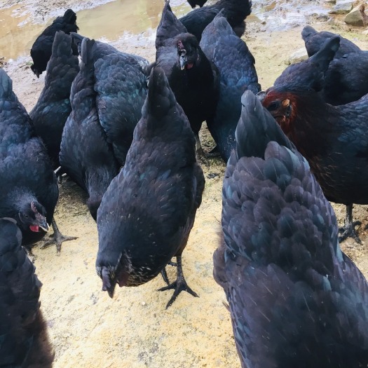 山地乌骨鸡 2-3斤