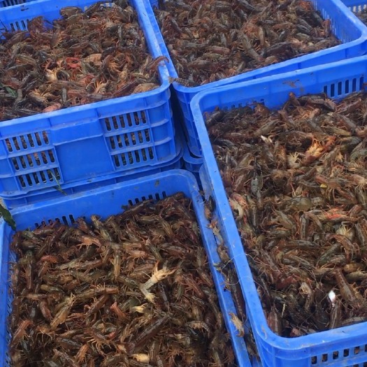 桂林 虾苗提供教学养马蜂技术指导