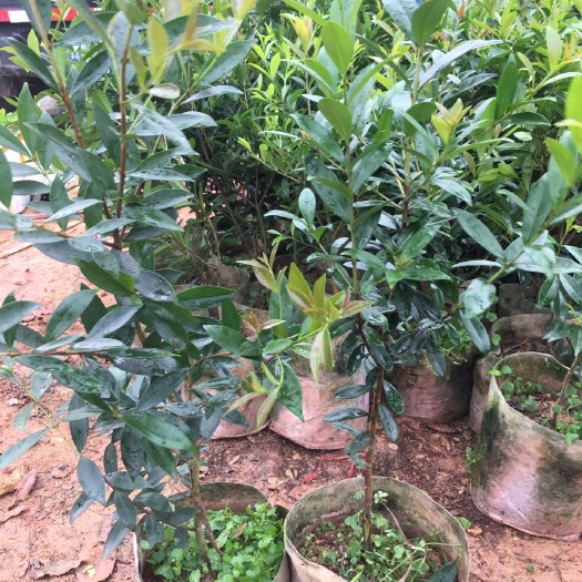灵山县美国一号樱桃苗