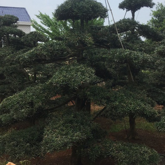 浏阳市普通罗汉松 造型，树形优美