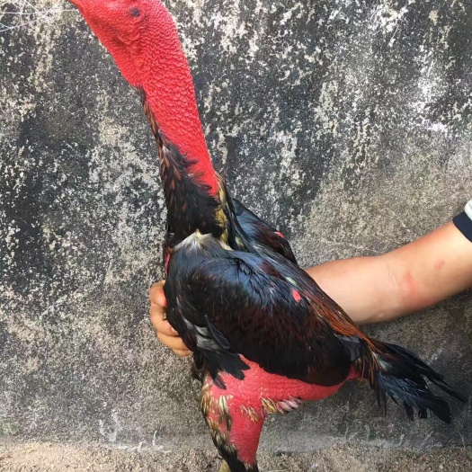 南宁正中斗鸡苗 越南鬼子斗鸡 纯种斗鸡 正规养殖场供应