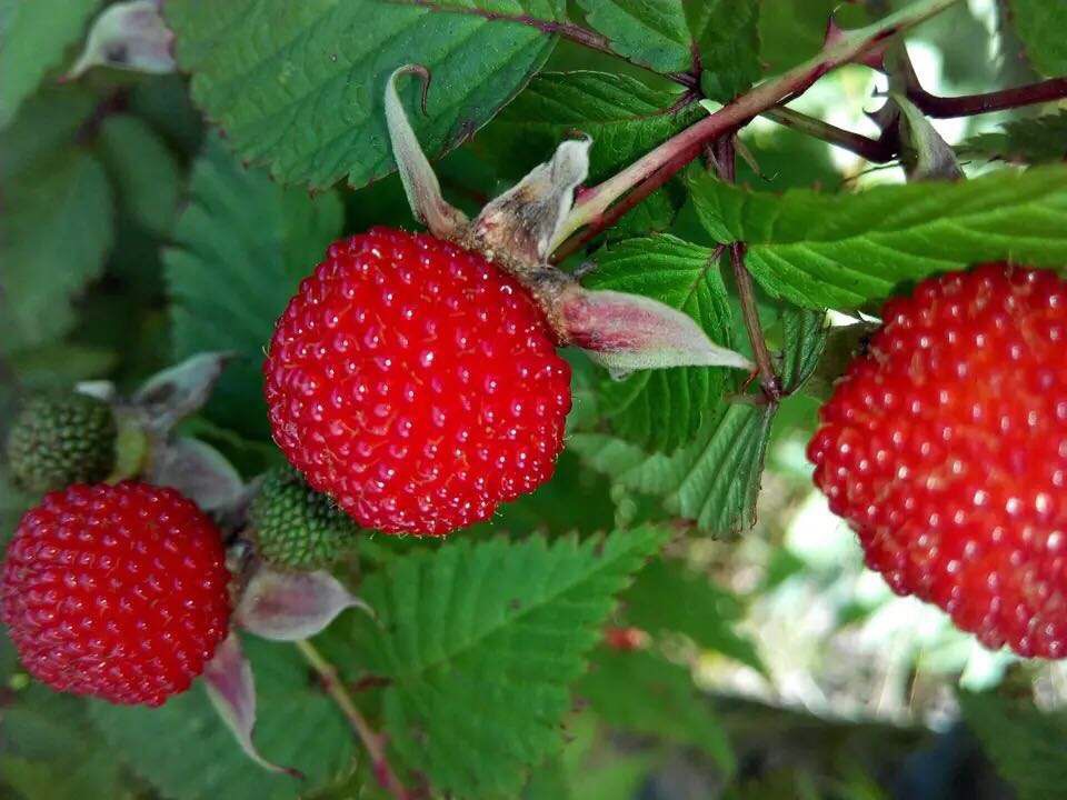 野草莓苗 品种肖丽野草莓