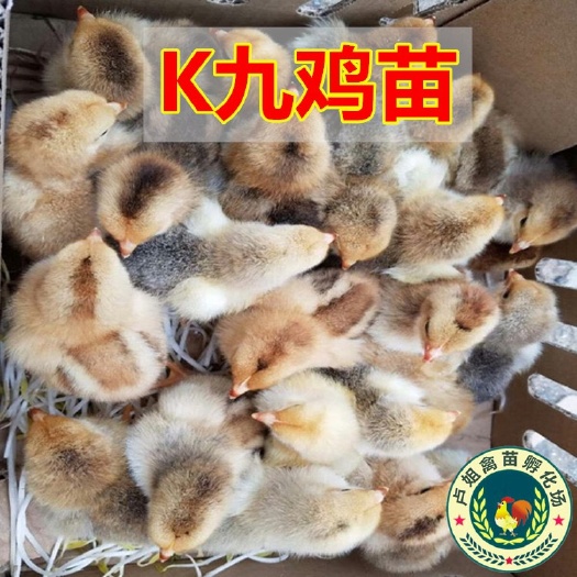 南宁K9鸡苗 包打疫苗 技术指导 诚信企业