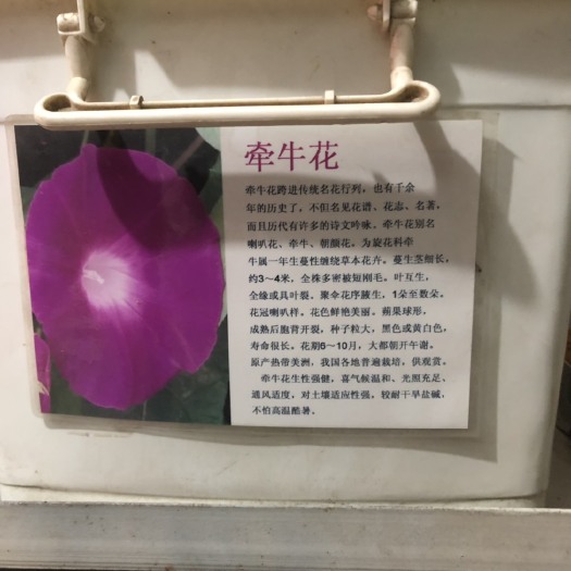 沭阳县牵牛花种子