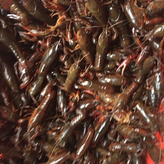 洪湖市龙虾苗