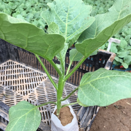 沈阳茄子苗 10～14片真叶