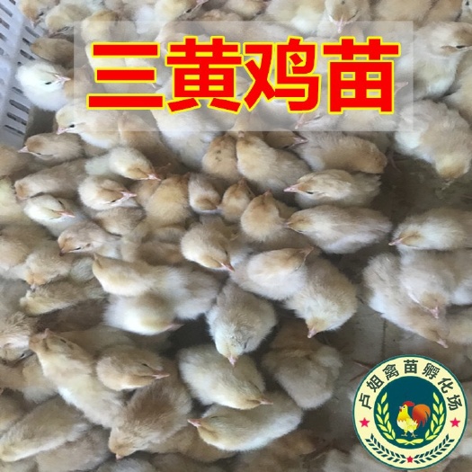 南宁三黄鸡苗 包打疫苗 技术指导 诚信企业
