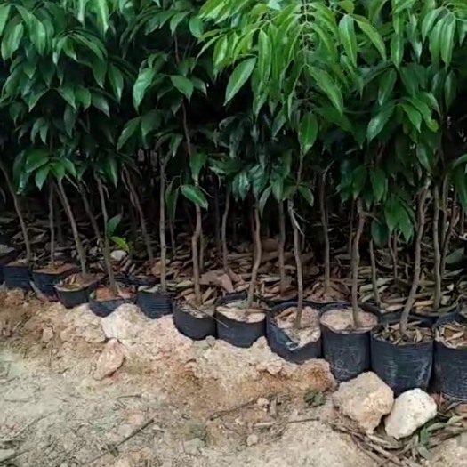 钦州桂味荔枝苗